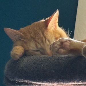 Meet your Posher, Elizabeth